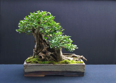 Privet